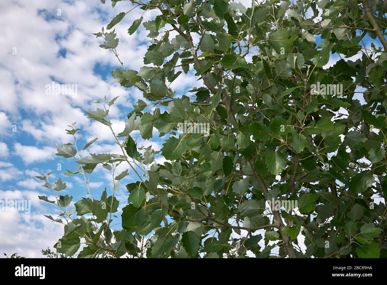 Populus alba argent feuillage Banque D'Images