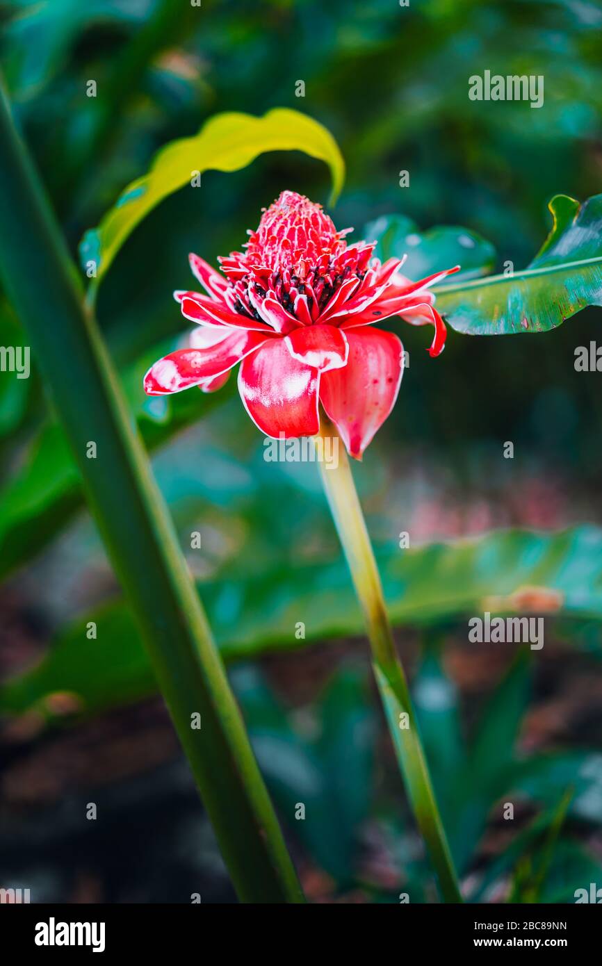 Torche rouge gingembre fleur locale dans la forêt tropicale. Banque D'Images Torche rouge gingembre fleur locale dans la forêt tropicale. Banque D'Images