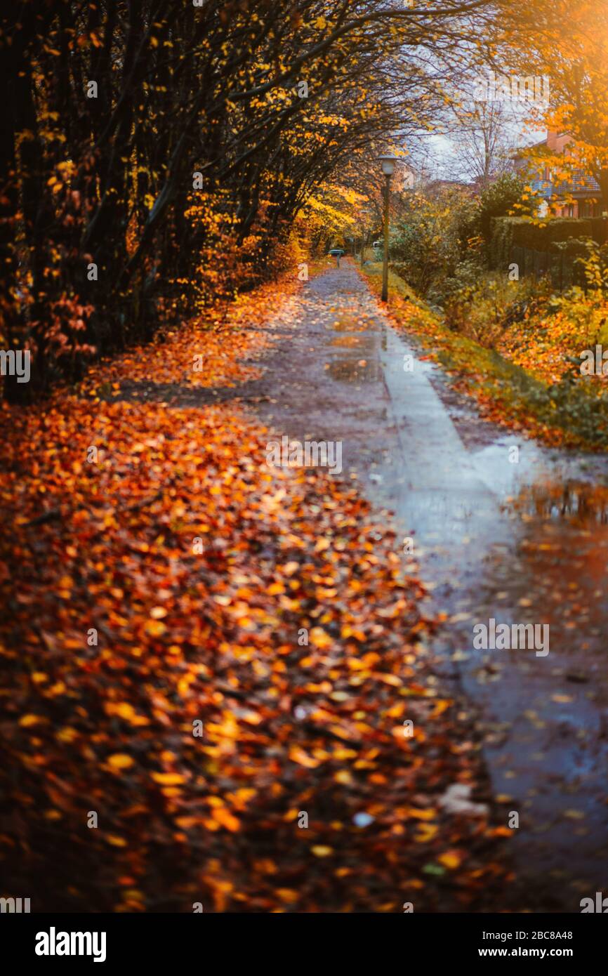 Trottoir en automne par jour de pluie. Feuilles dorées tombées sur le sol. Réflexion de l'eau sur le chemin gris. Éclairage rétroéclairé. Banque D'Images