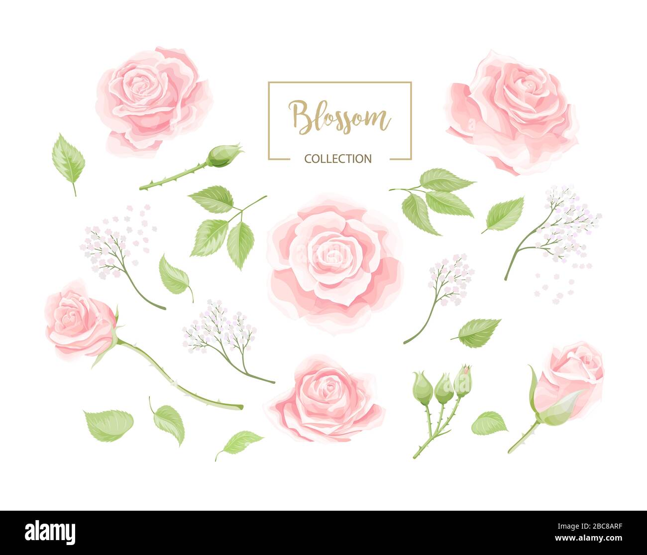 Collection de fleurs roses roses crème. Fleurs roses isolées sur blanc Illustration de Vecteur