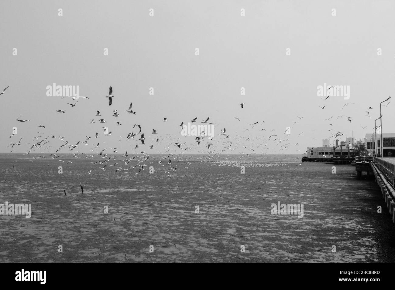 Des mouettes volantes avec fond bleu ciel à Bangpoo Samut Prakarn Thaïlande Banque D'Images