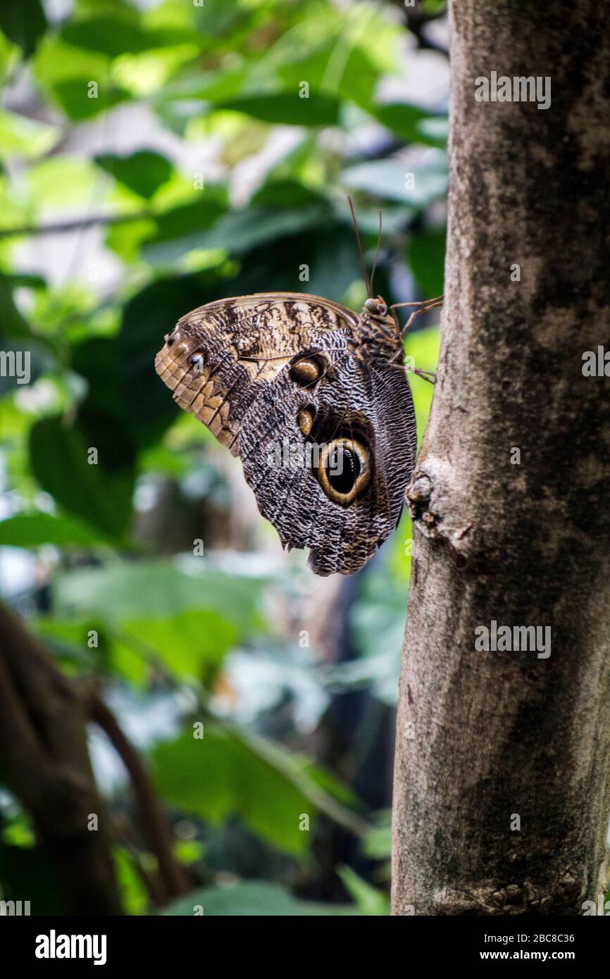 Owl Butterly, Caligo eurilochus, trouvé au Mexique, en Amérique centrale et en Amérique du Sud Banque D'Images