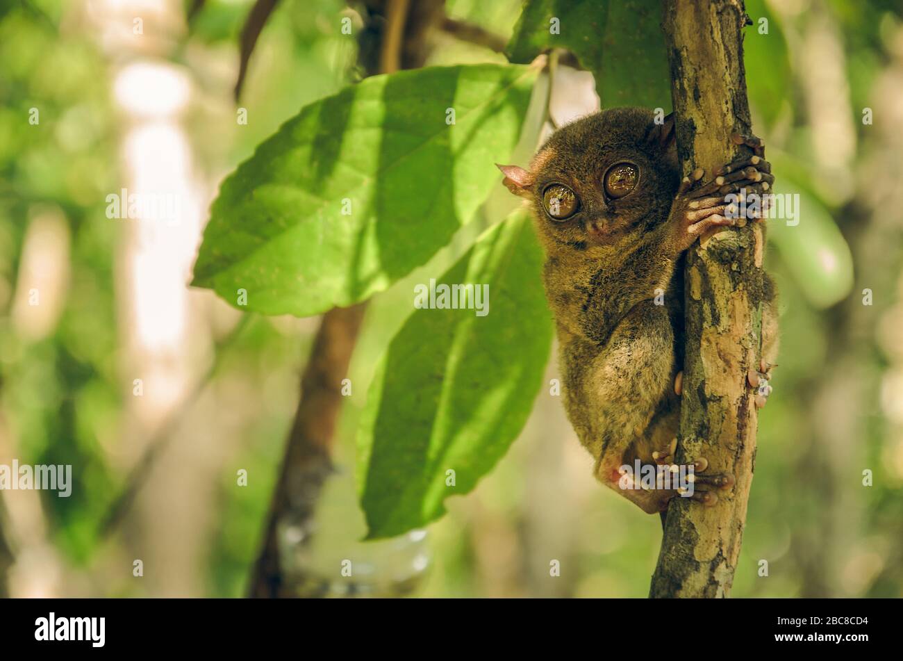 Singe Tarsier tenant sur la branche des arbres à Cebu, Philippines- Tarsius Syrichta Banque D'Images