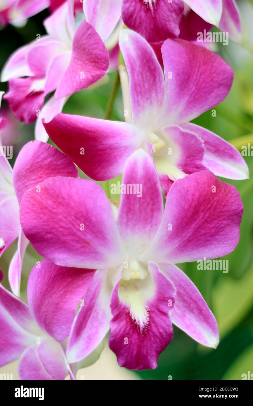 Image verticale du lapin de fleurs d'orchidées roses et blanches éclatantes Banque D'Images