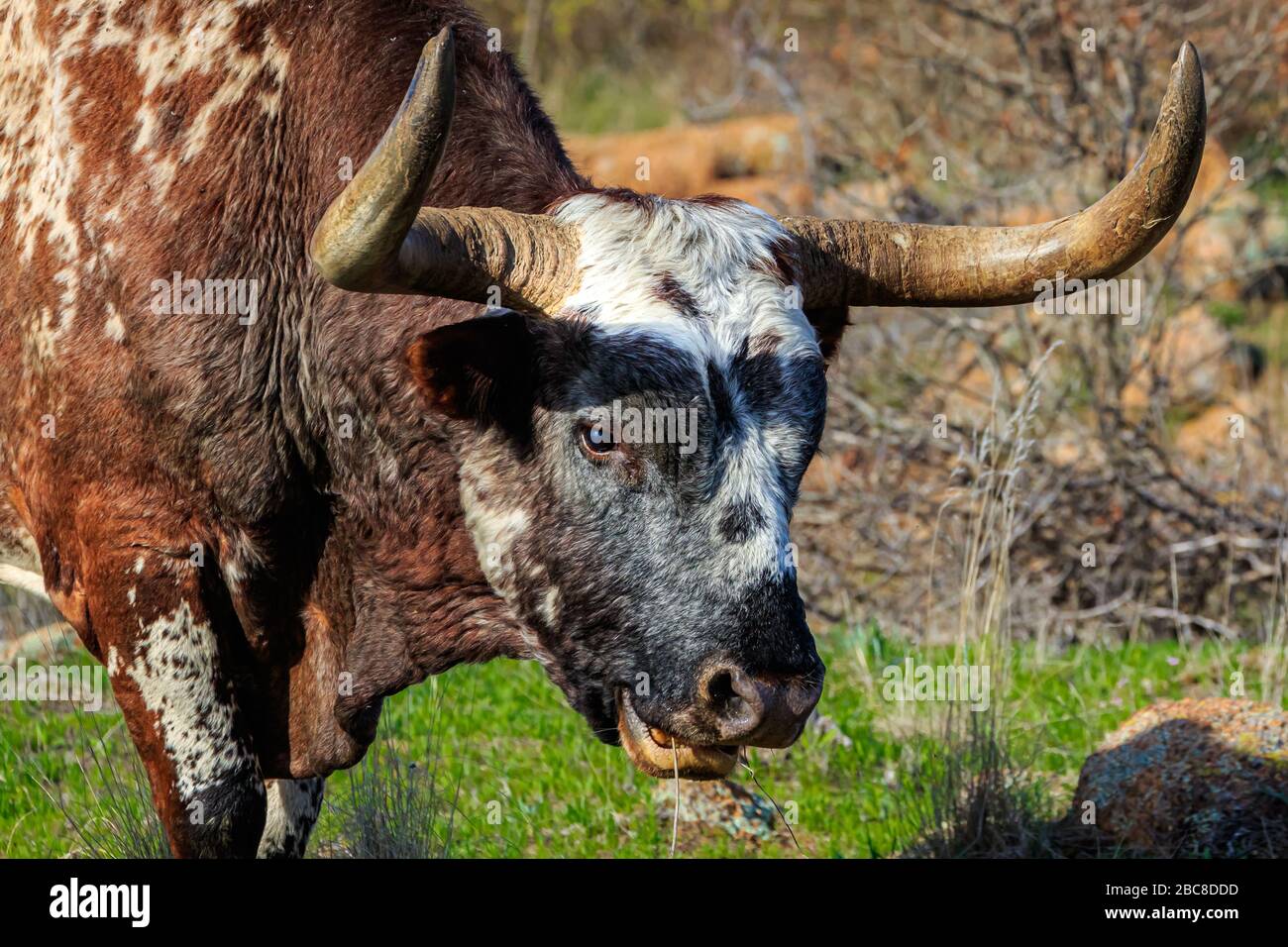 Longhorn bull (Bos primigenius) pacage près du lac Quannah Parker dans le refuge National de la faune des monts Wichita, cache, Oklahoma. Banque D'Images
