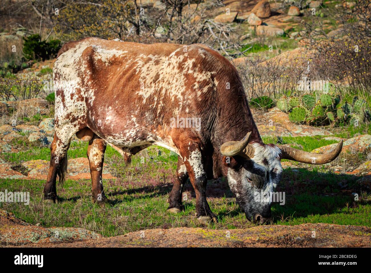 Longhorn bull (Bos primigenius) pacage près du lac Quannah Parker dans le refuge National de la faune des monts Wichita, cache, Oklahoma. Banque D'Images