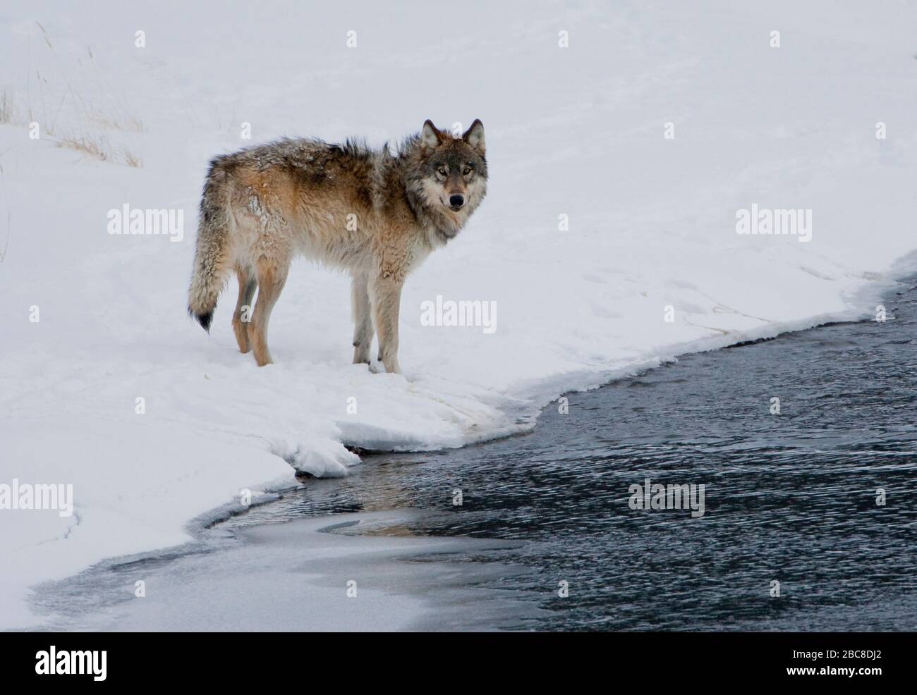 photo d'un jeune loup sauvage gris dans la neige. Banque D'Images