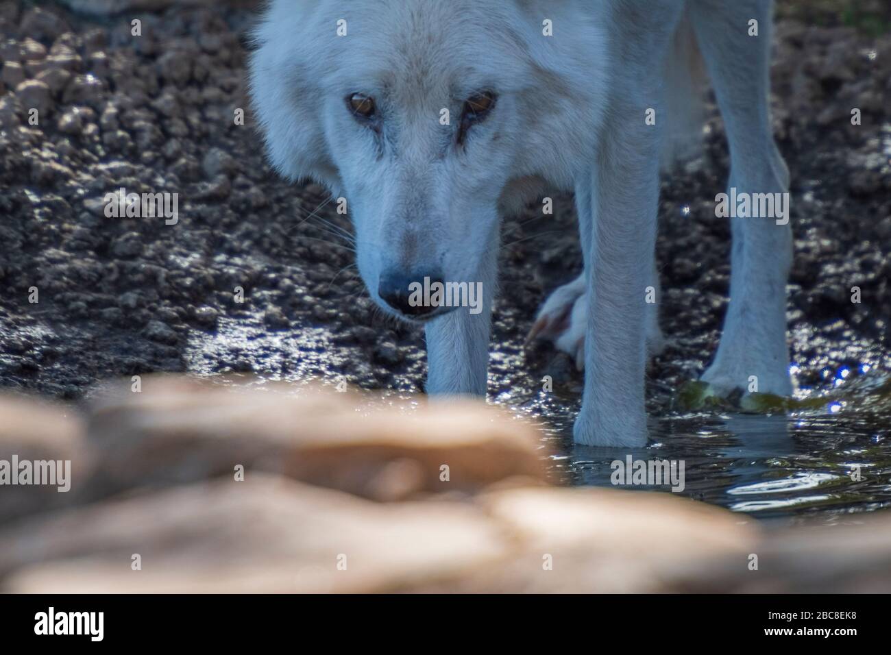 Alaska Tundra Wolf photographié dans l'enceinte de recherche du parc Lobo, Antequera, Andalousie, Espagne Banque D'Images
