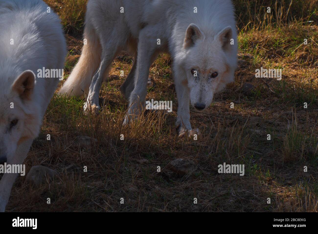 Deux loups de toundra de l'Alaska photographiés dans l'enceinte de recherche du parc Lobo, Antequera, Andalousie, Espagne Banque D'Images