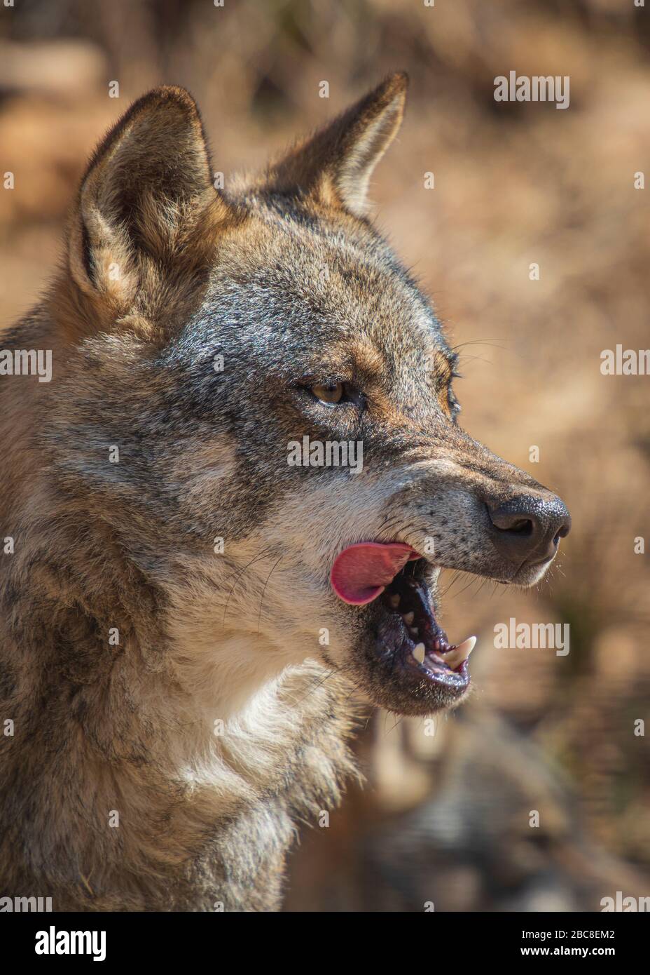 Photographies de loups dans l'enceinte de recherche du parc Lobo, Antequera, Andalousie, Espagne Banque D'Images