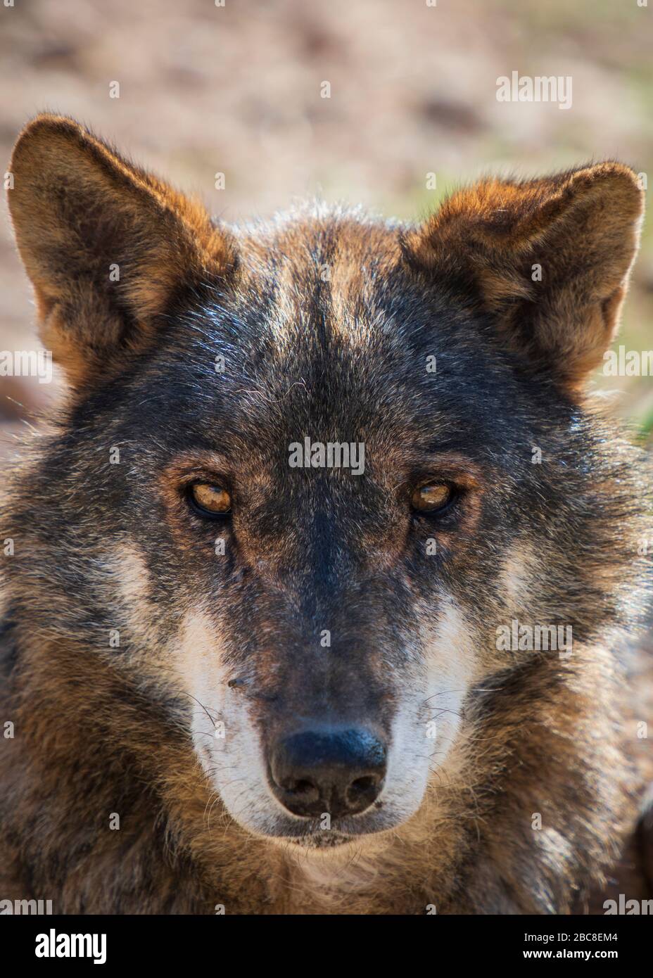 Photographies de loups dans l'enceinte de recherche du parc Lobo, Antequera, Andalousie, Espagne Banque D'Images