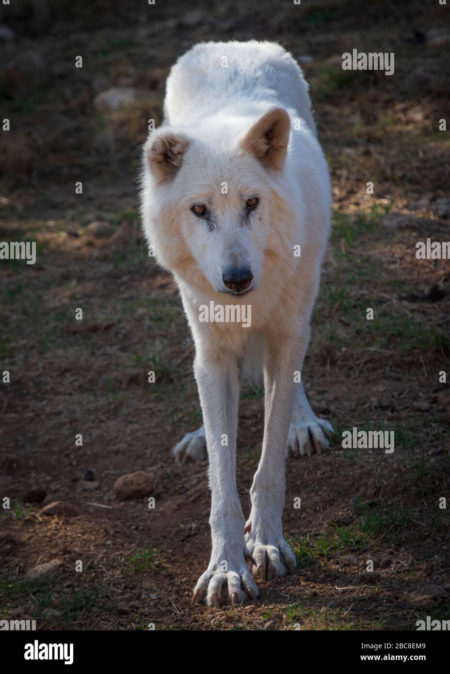Alaska Tundra Wolf photographié dans l'enceinte de recherche du parc Lobo, Antequera, Andalousie, Espagne Banque D'Images