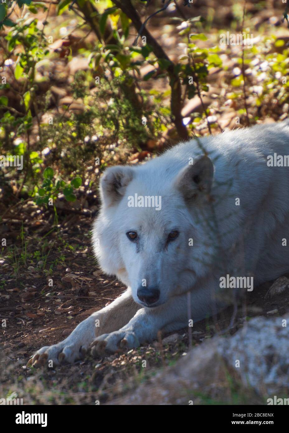 Alaska Tundra Wolf photographié dans l'enceinte de recherche du parc Lobo, Antequera, Andalousie, Espagne Banque D'Images