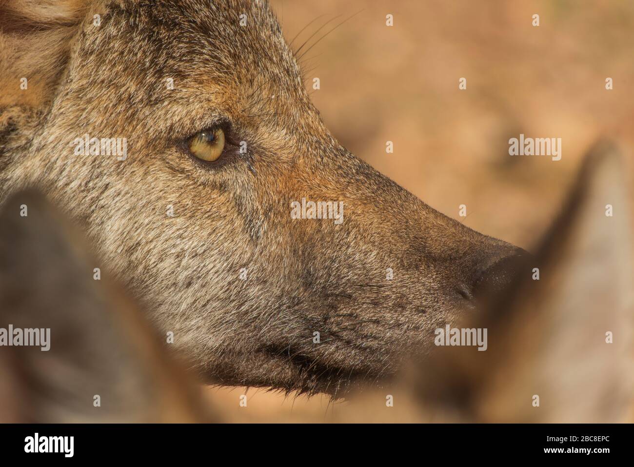 Loup ibérique photographié dans l'enceinte de recherche du parc Lobo, Antequera, Andalousie, Espagne Banque D'Images