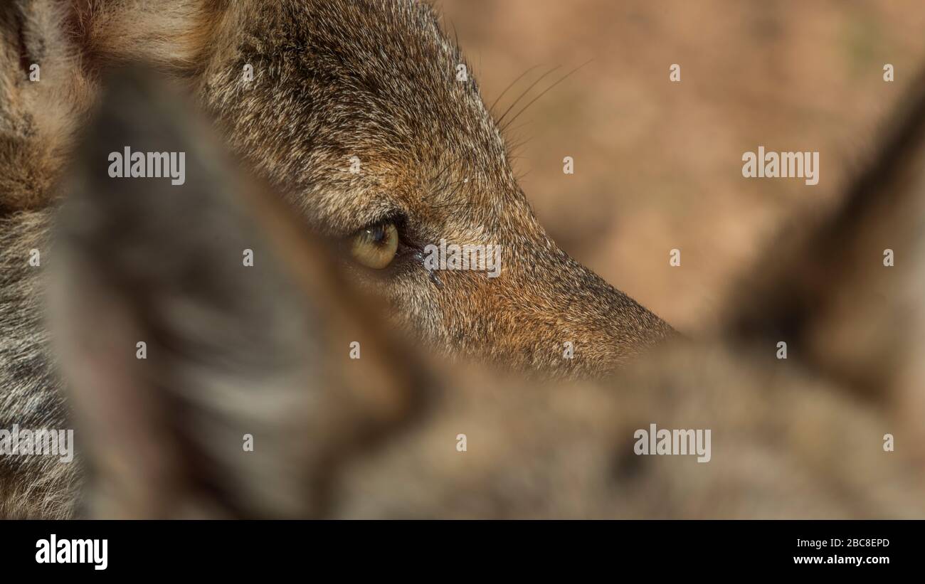 Loup ibérique photographié dans l'enceinte de recherche du parc Lobo, Antequera, Andalousie, Espagne Banque D'Images
