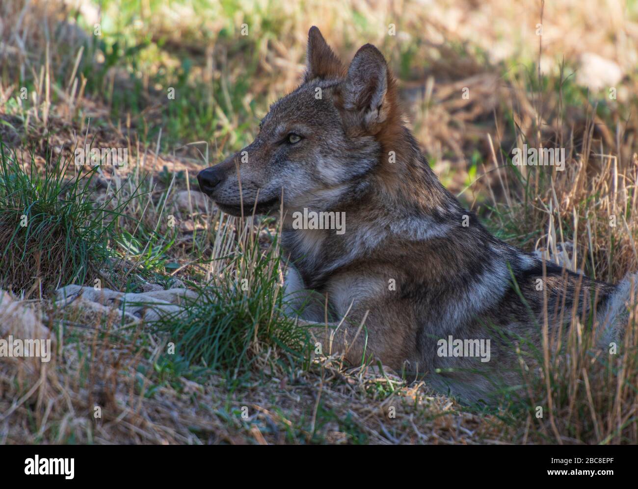 Loup ibérique photographié dans l'enceinte de recherche du parc Lobo, Antequera, Andalousie, Espagne Banque D'Images