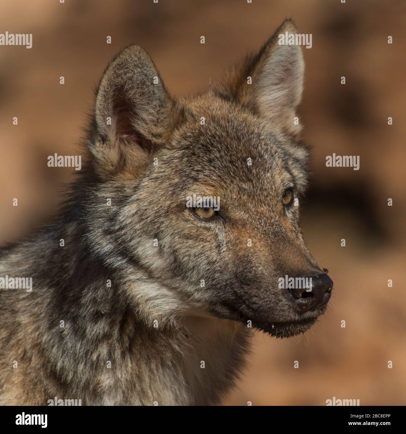 Loup ibérique photographié dans l'enceinte de recherche du parc Lobo, Antequera, Andalousie, Espagne Banque D'Images
