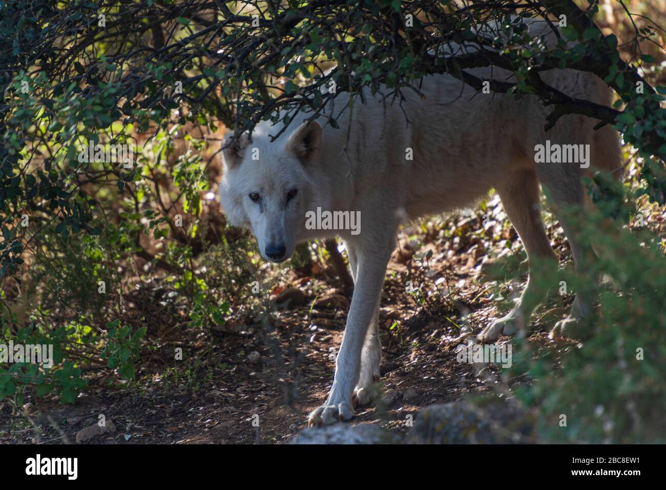 Alaska Tundra Wolf photographié dans l'enceinte de recherche du parc Lobo, Antequera, Andalousie, Espagne Banque D'Images