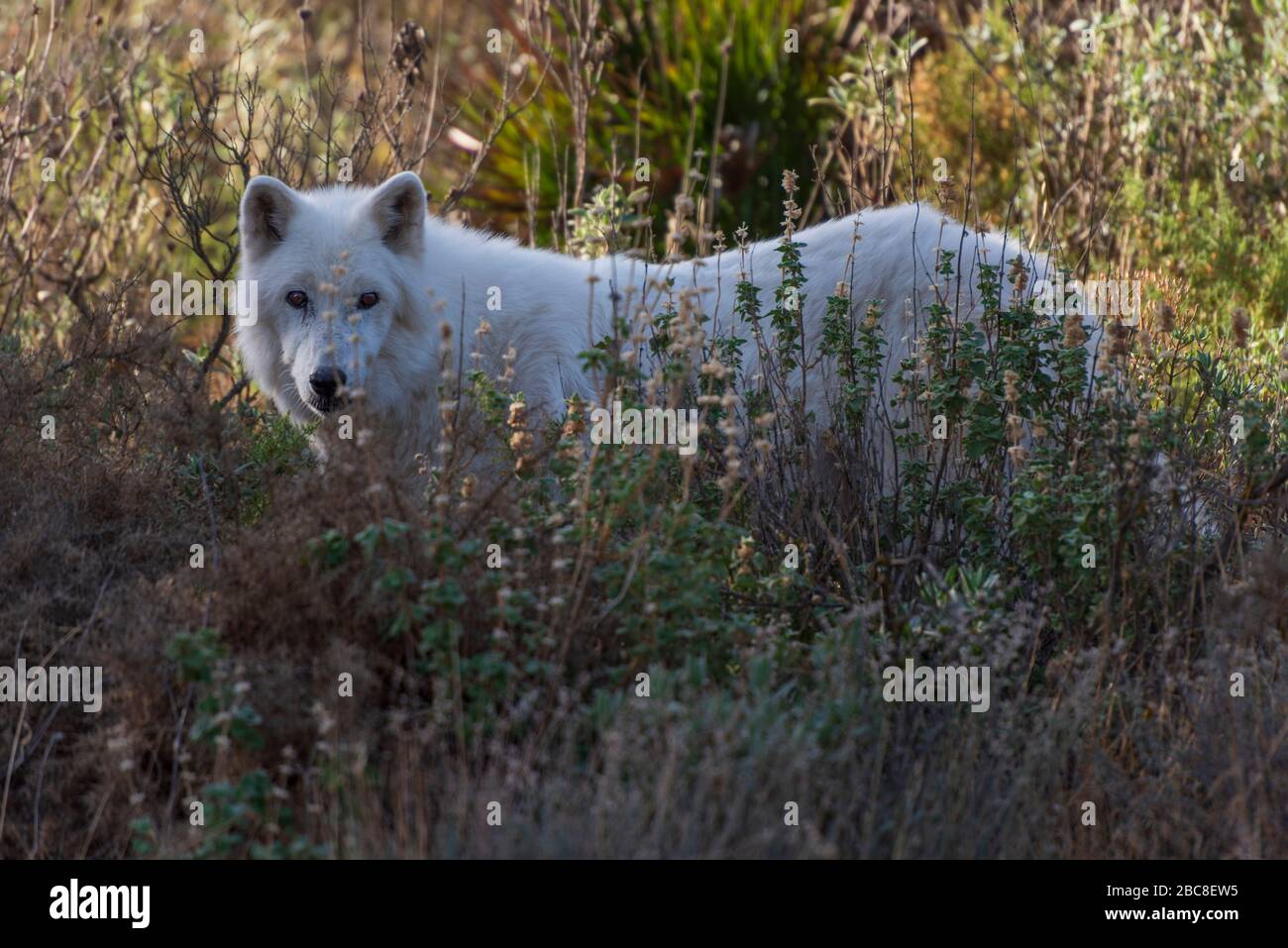 Alaska Tundra Wolf photographié dans l'enceinte de recherche du parc Lobo, Antequera, Andalousie, Espagne Banque D'Images