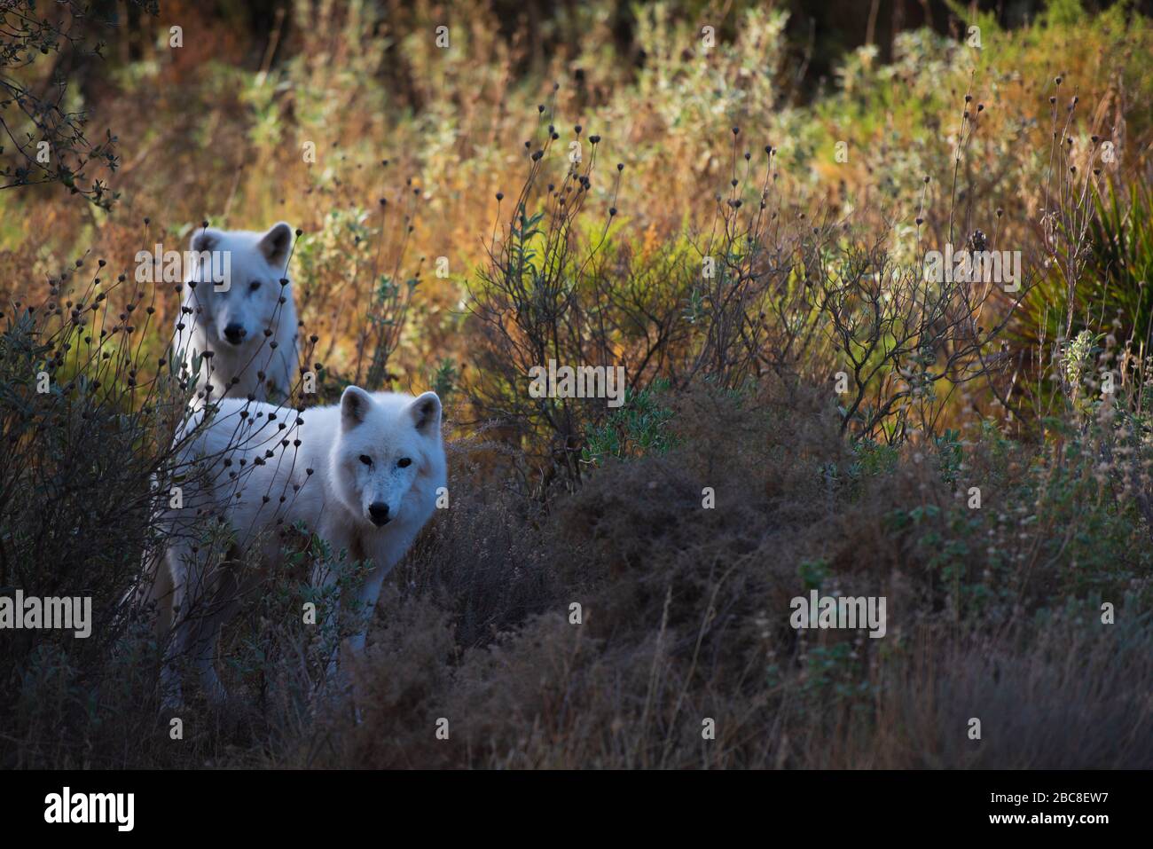 Alaska Tundra Wolf photographié dans l'enceinte de recherche du parc Lobo, Antequera, Andalousie, Espagne Banque D'Images