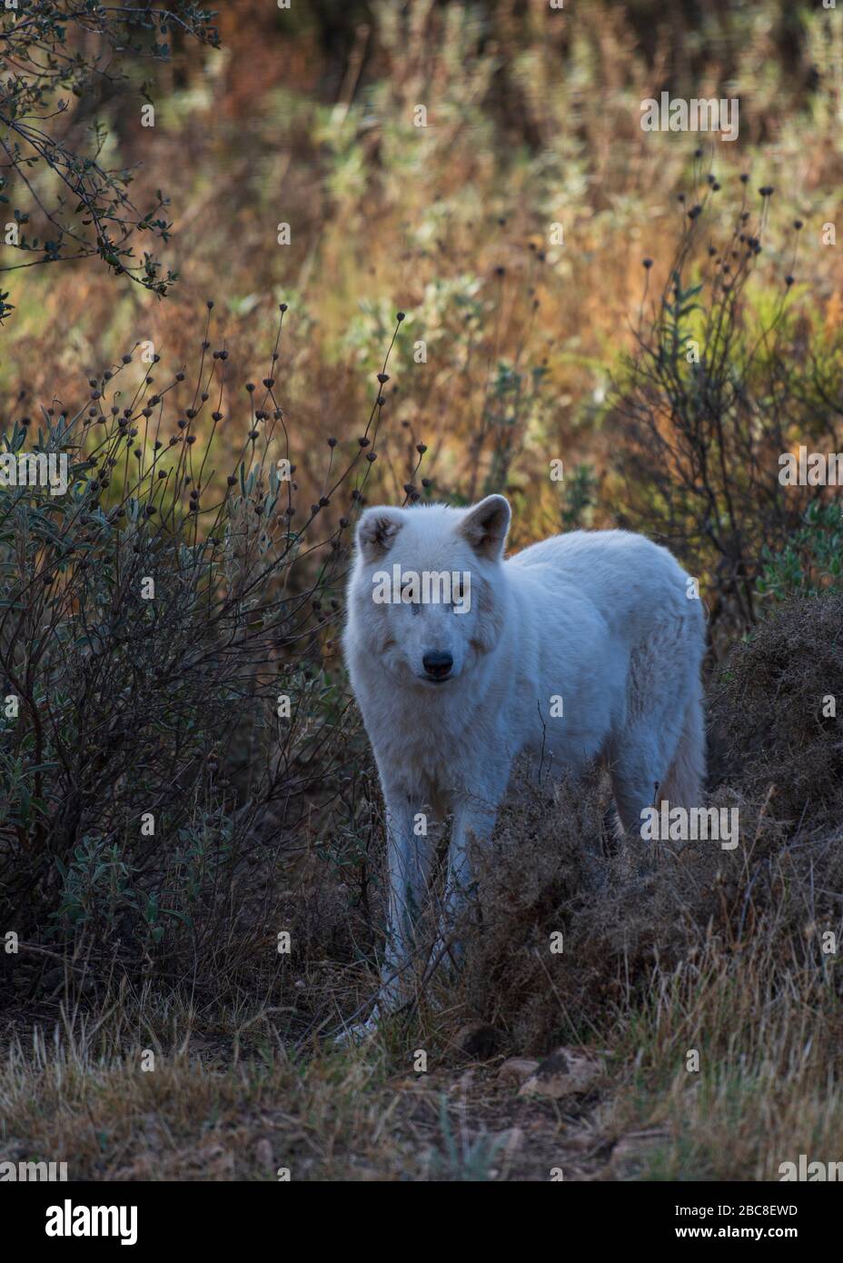 Alaska Tundra Wolf photographié dans l'enceinte de recherche du parc Lobo, Antequera, Andalousie, Espagne Banque D'Images