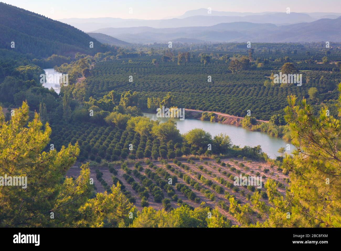 Scène agricole sur les rives de la rivière Dalyan dans la zone spéciale de protection de l'environnement de Köyceğiz-Dalyan près de Kaunos, province de Mugla, Turquie. Banque D'Images