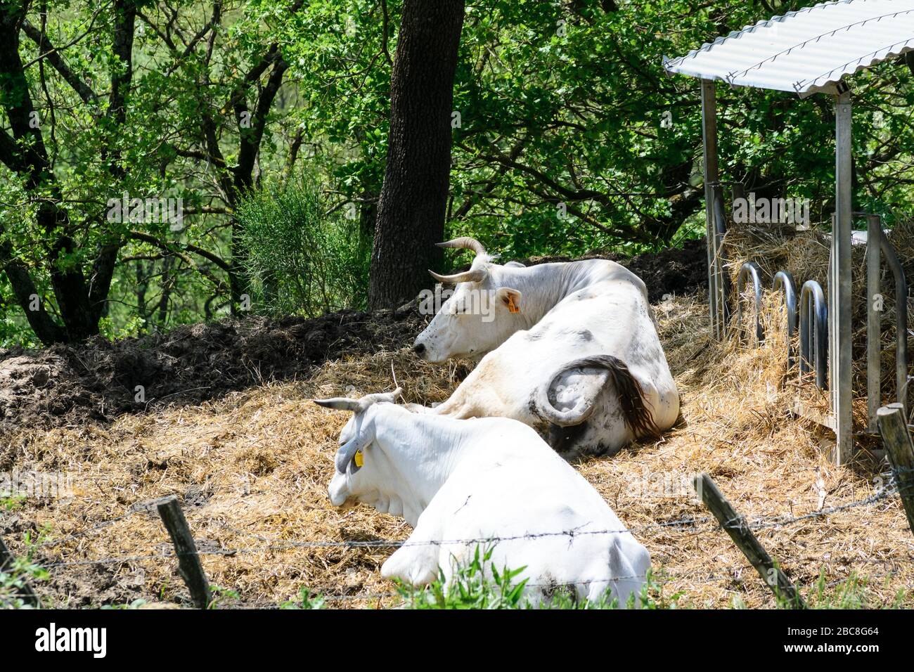 Deux vaches reposent sous l'ombre d'un arbre du côté du coutry de l'Italie centrale en Ombrie. Une belle vue relaxante de la vie quotidienne Banque D'Images
