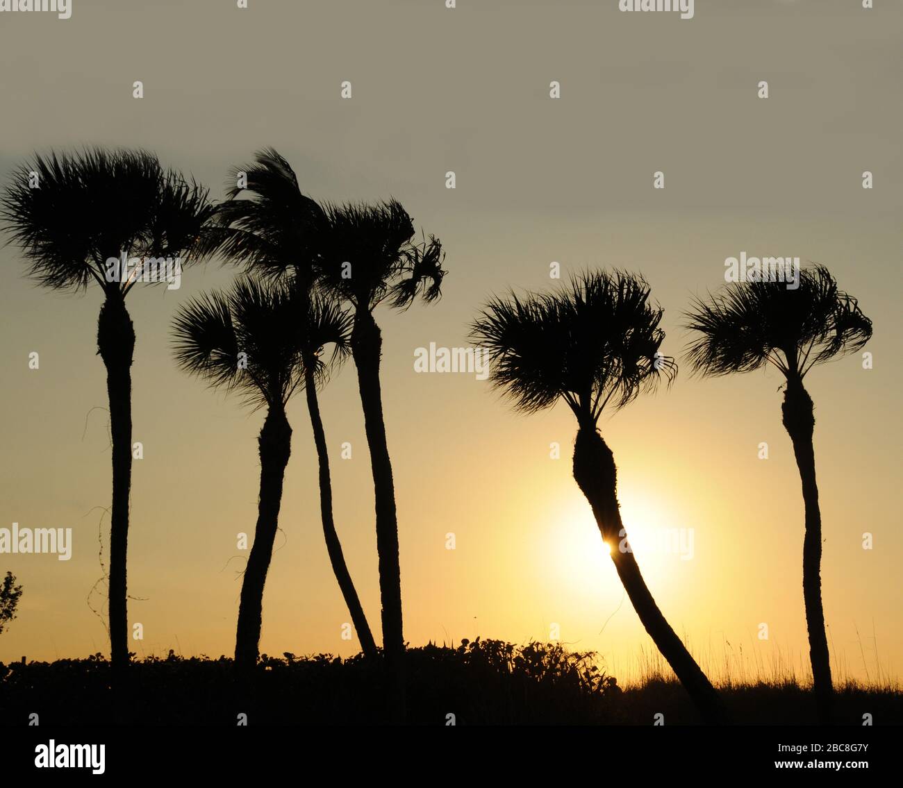 Coucher de soleil derrière les palmiers tropicaux à Captiva, Floride, États-Unis Banque D'Images