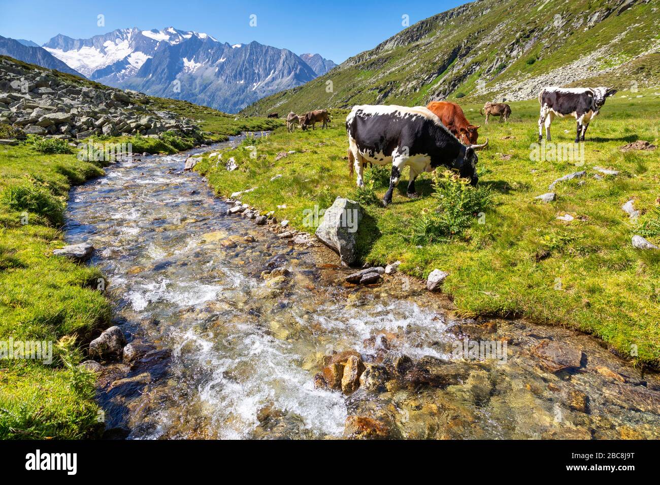 Les vaches braissent dans la vallée de Lapenkar sur Lapenkarbach, en arrière-plan le groupe Hochfeiler, Tyrol, district de Schwaz, Autriche Banque D'Images