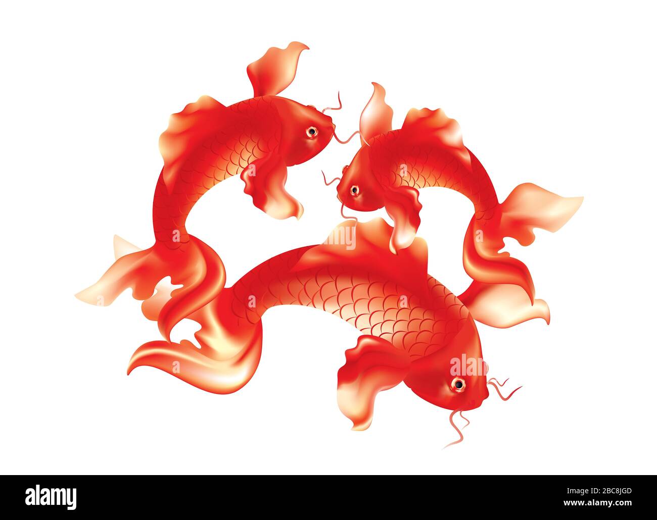 Groupe de res Koi carpes sur fond blanc Banque D'Images