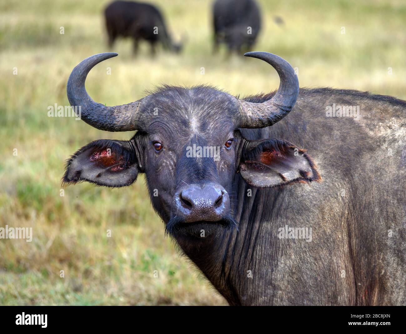 Buffalo. Le buffle africain féminin ou le buffle du Cap (Syncerus caffer), le parc national du lac Nakuru, Kenya, Afrique Banque D'Images