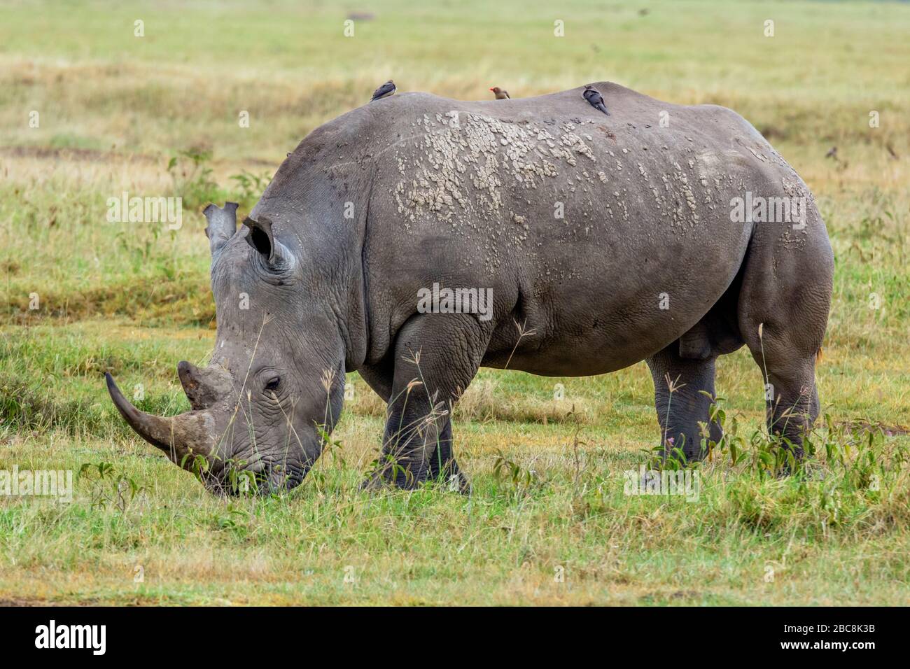 Rhinocéros blancs (Ceratotherium simum), parc national du lac Nakuru, Kenya, Afrique Banque D'Images