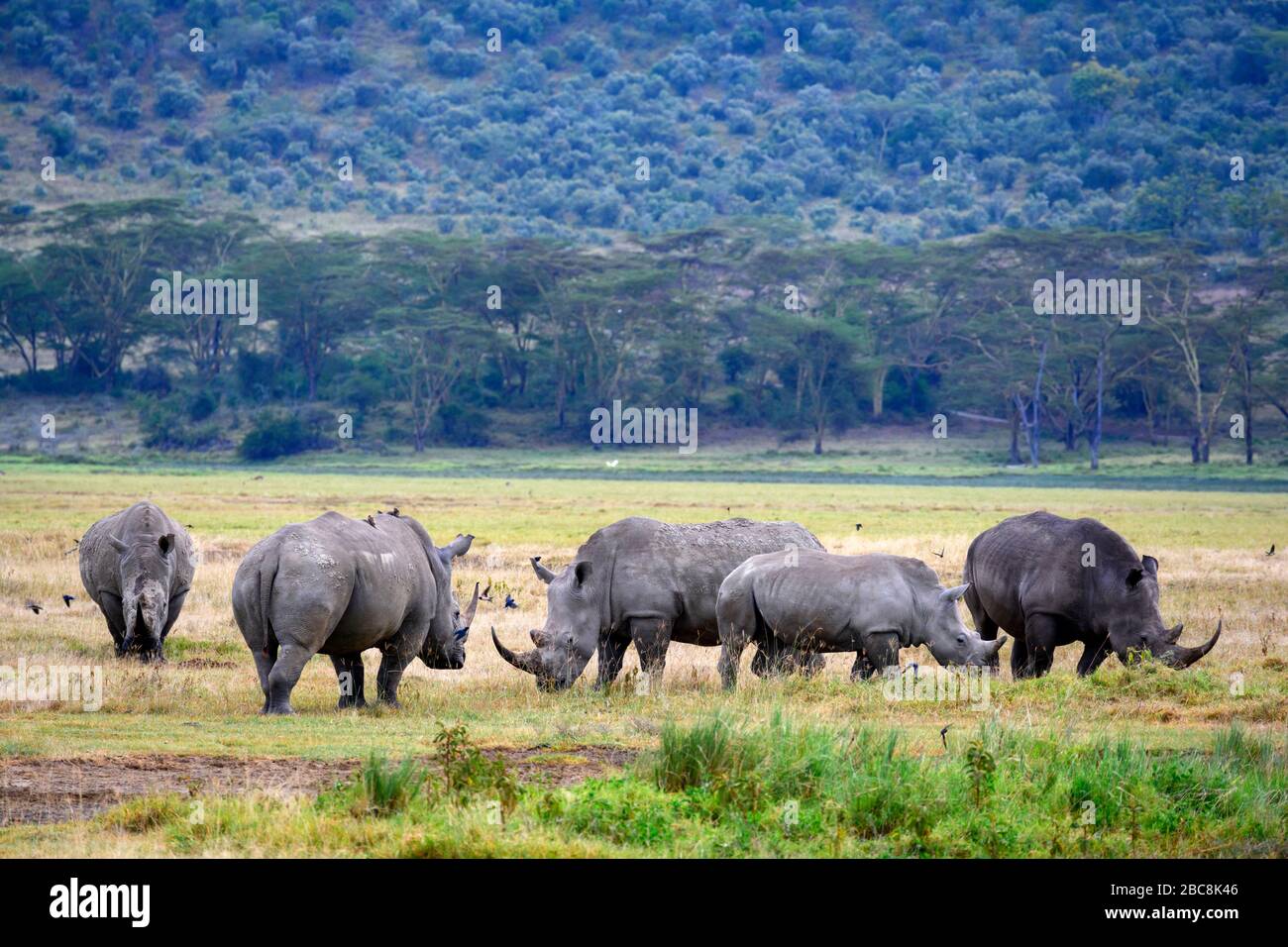 Rhinocéros blancs (Ceratotherium simum). Groupe de rhinocéros blancs, Parc national du lac Nakuru, Kenya, Afrique Banque D'Images