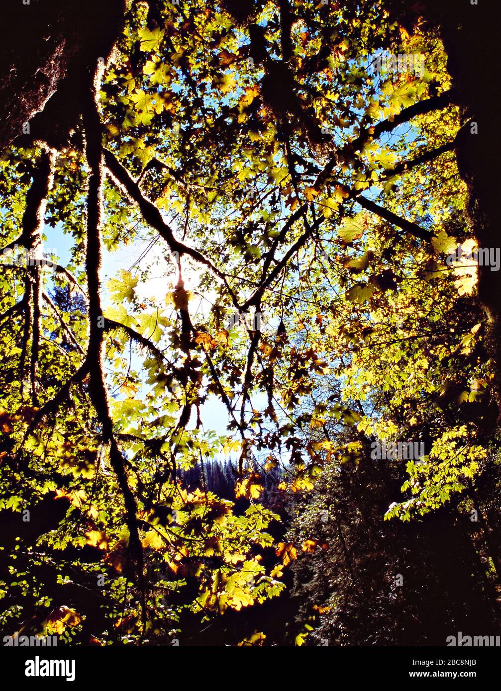 Arbres. Vue vers le ciel des branches de Sycamore avec des feuilles du début de l'automne. Banque D'Images