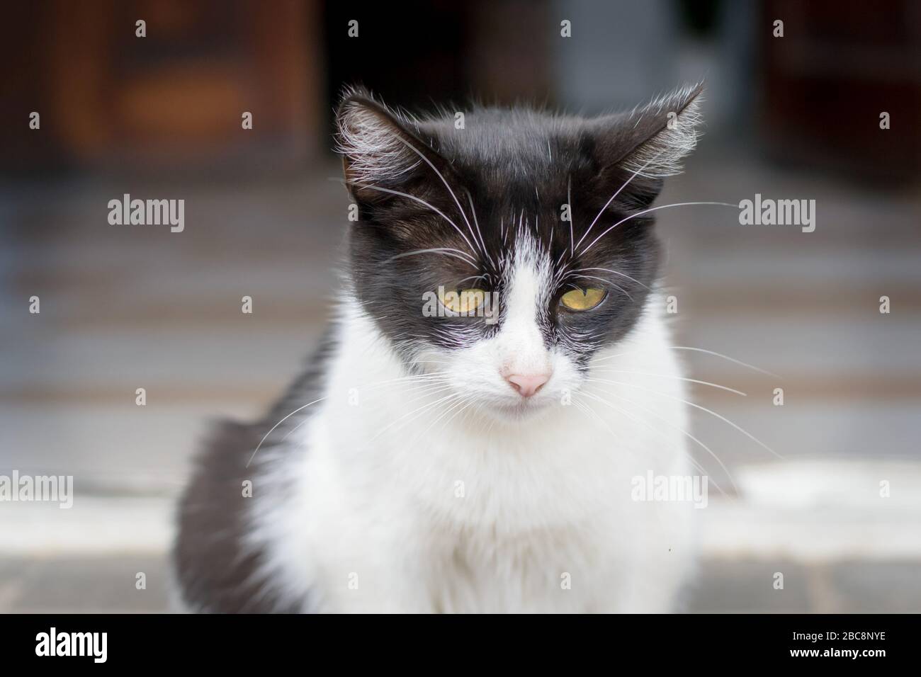 Le Chat Maitre Ou Le Chat Botte Banque D Image Et Photos Alamy