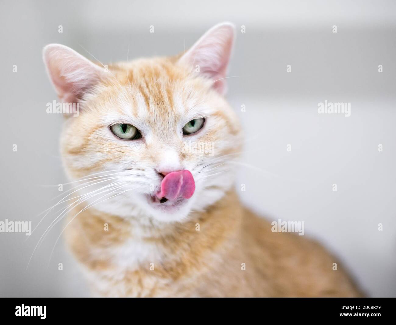 Un chat de shorthair domestique tabby orange léchant ses lèvres Banque D'Images