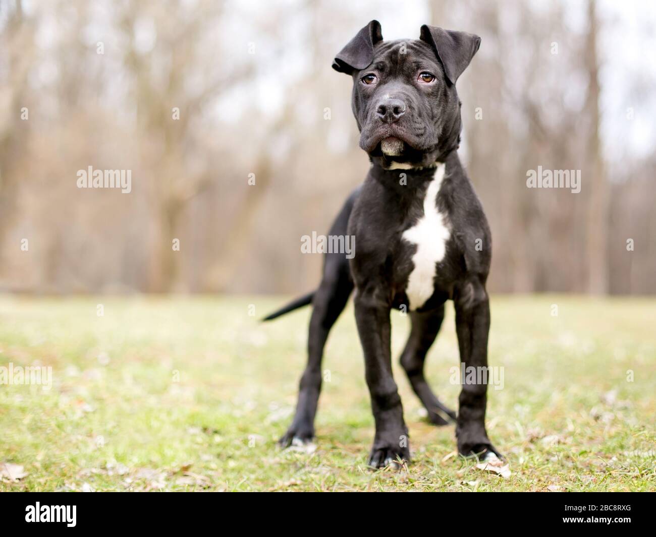 Pit Bull Face Banque D Image Et Photos Alamy Pit Bull Face Banque D Image Et Photos Alamy