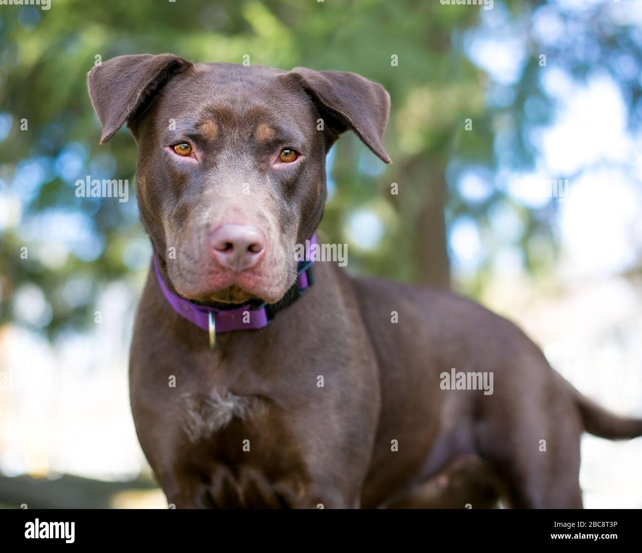 Chien mixte de race Chocolate Labrador Retriever, debout à l'extérieur avec une expression sérieuse, portant un col mauve Banque D'Images