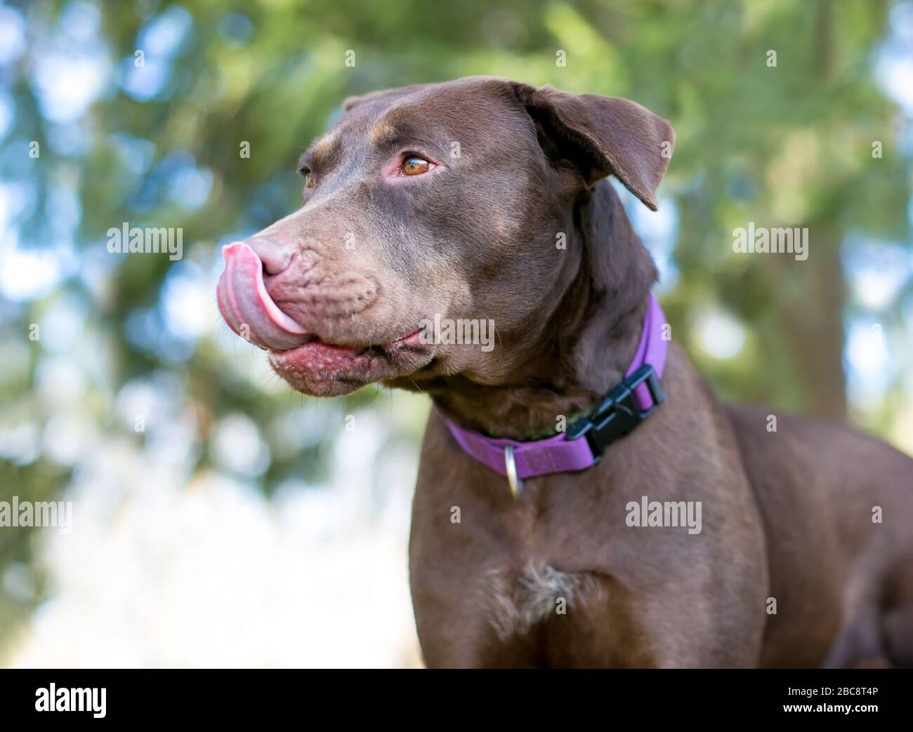 Un chien de race mélangée Labrador Retriever au chocolat qui liait ses lèvres, porte un col mauve Banque D'Images