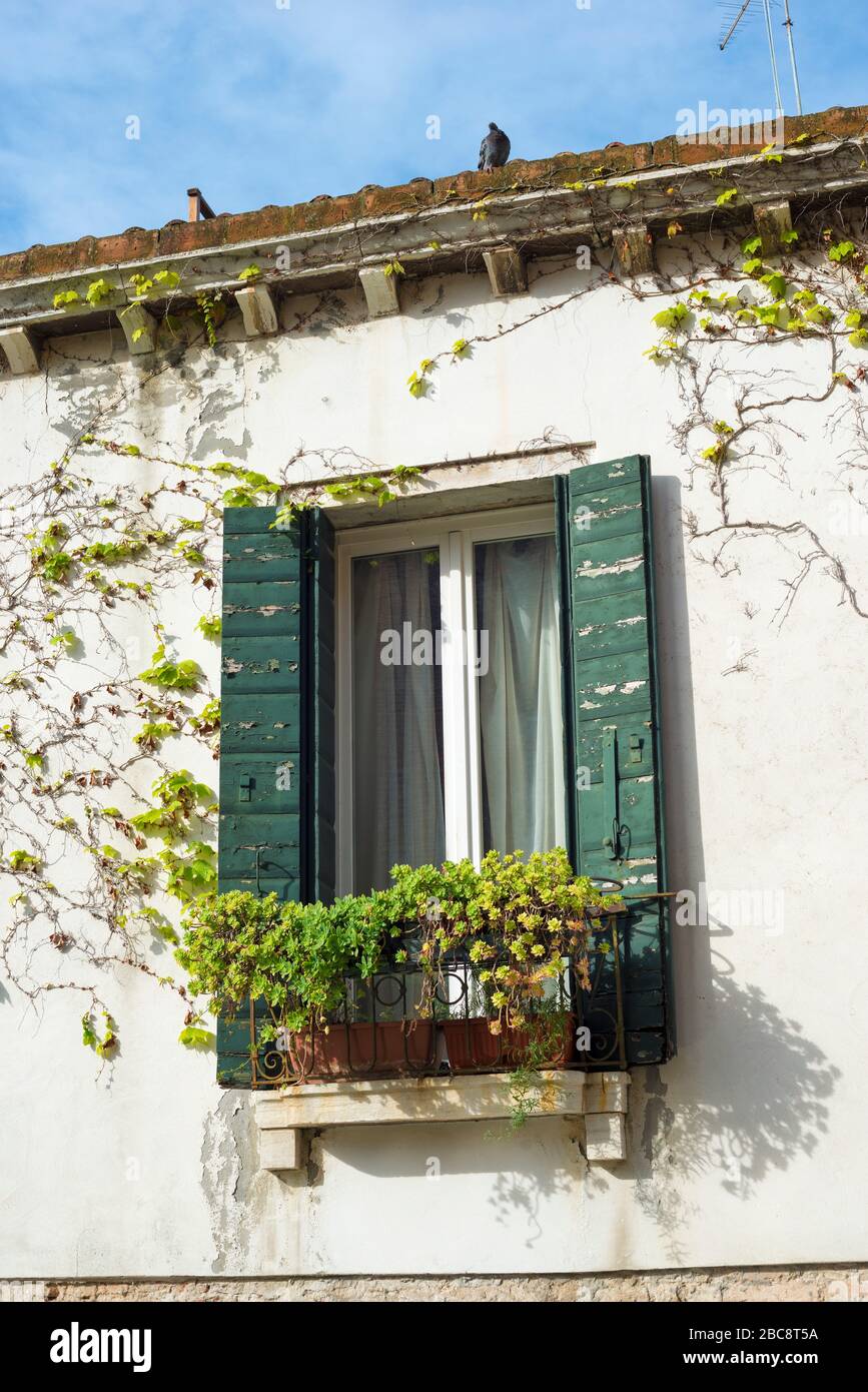 Fenêtre italienne pittoresque avec des plantes succulentes et des volets verts Banque D'Images