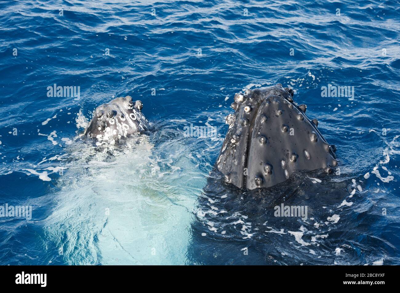 Baleines à bosse surfaçage adulte (Megaptera novaeangliae), Queensland, Australie Banque D'Images