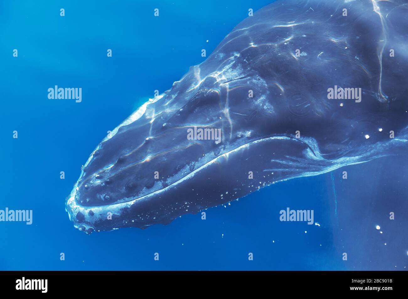 Baleine à bosse sous l'eau, Queensland, Australie Banque D'Images