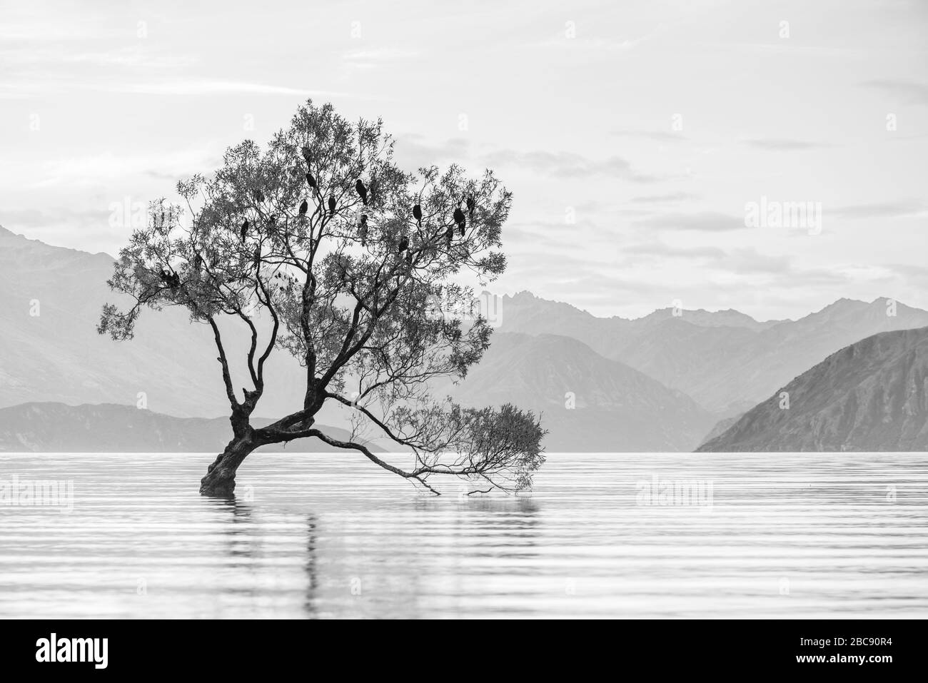 Photo en noir et blanc de l'arbre de Wanaka, du lac de Wanaka, d'Otago, en Nouvelle-Zélande Banque D'Images