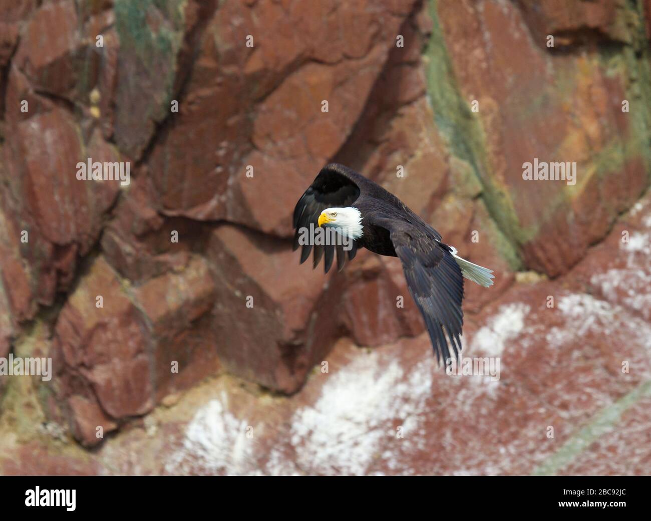 Bald Eagle adulte volant Red Cliff en arrière-plan Banque D'Images