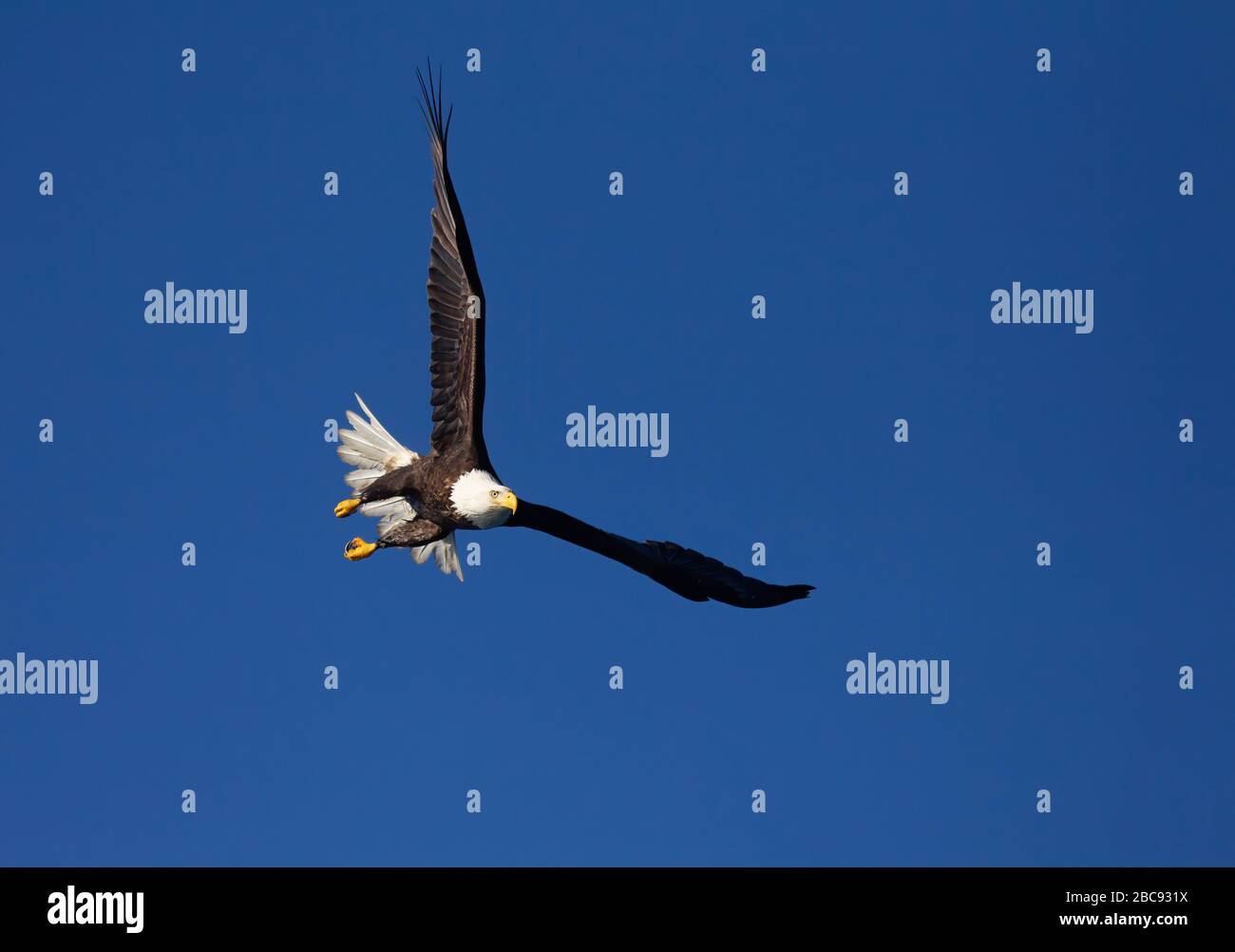 Bald Eagle adulte en vol Banque D'Images