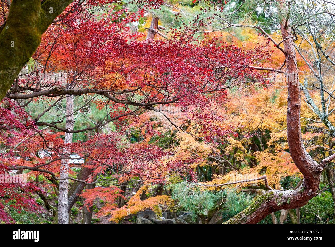 L'automne part sur divers arbres en automne Banque D'Images