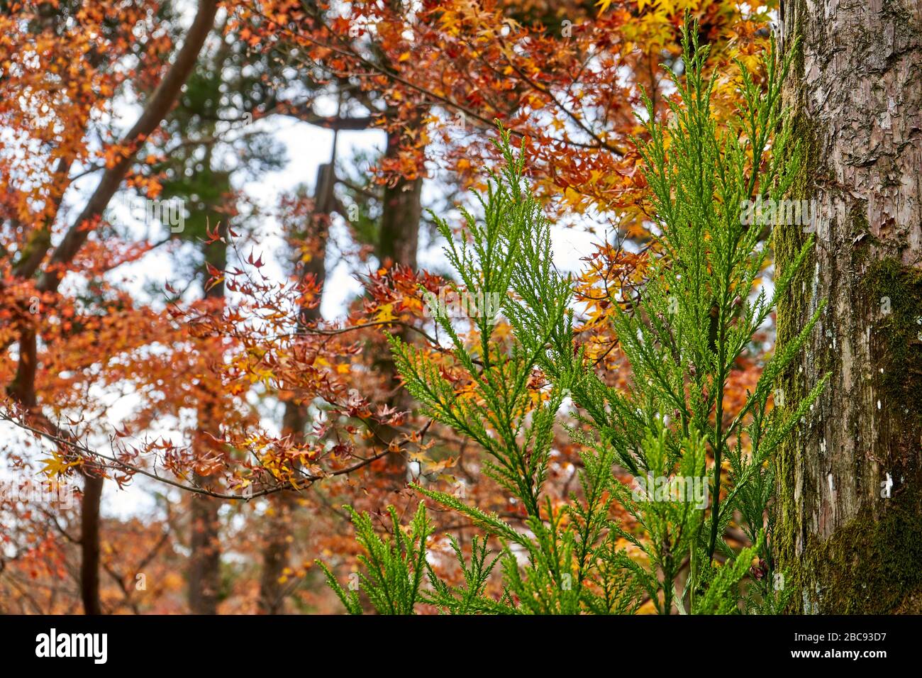 Nouvelles branches vertes qui poussent sur l'arbre ancien. Fond coloré d'automne. Banque D'Images