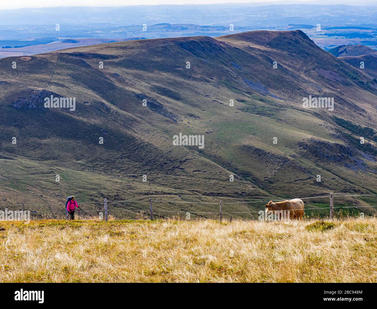 Trekking à Cantal, montagnes volcaniques en France, randonneur sur le chemin de montagne à Plomb du Cantal (1855 m), département Cantal, Auvergne-Rhône-Alpes, France Banque D'Images