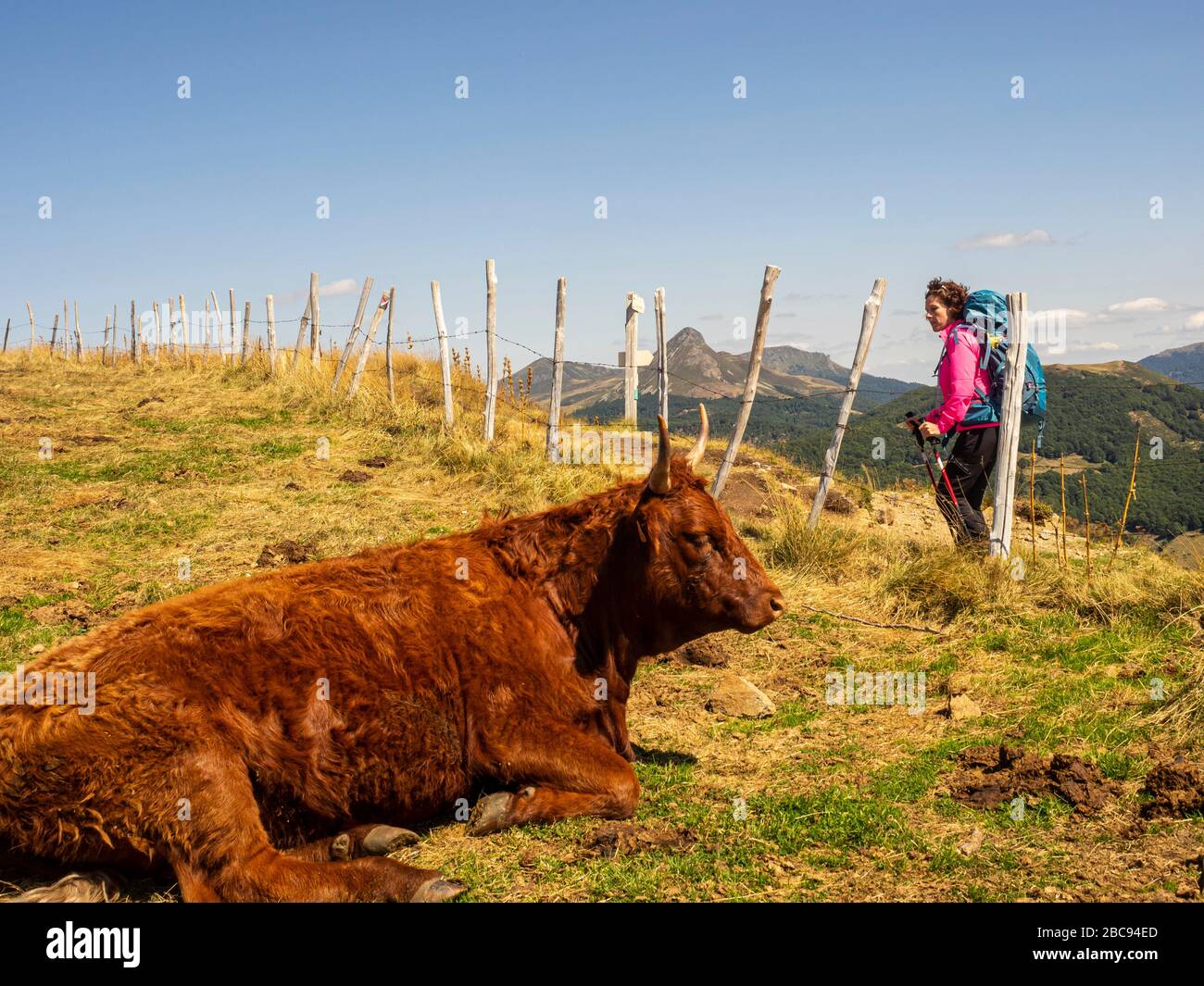 Trekking dans le Cantal, montagnes volcaniques en France près de Mandailles. En arrière-plan le Puy Griou Banque D'Images