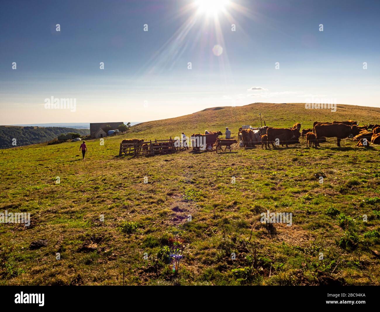 Les fermiers de montagne dans le Cantal tout en laitant le bétail des Salers sur le pâturage alpin au Col de Néronne, Alm des Buron d'Algour. Banque D'Images